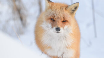 Hokkaido Red Fox (Vulpes vulpes ssp. schrencki)