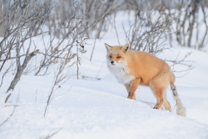 Hokkaido Red Fox (Vulpes vulpes ssp. schrencki)