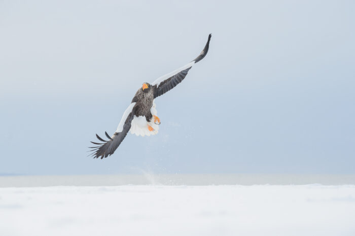Steller’s Sea-Eagle (Haliaeetus pelagicus)