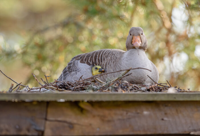 Grågås – Greylag Goose (Anser anser)