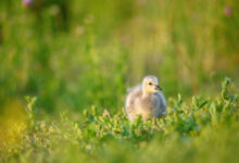 Hvitkinngås - Barnacle goose (Branta leucopsis)