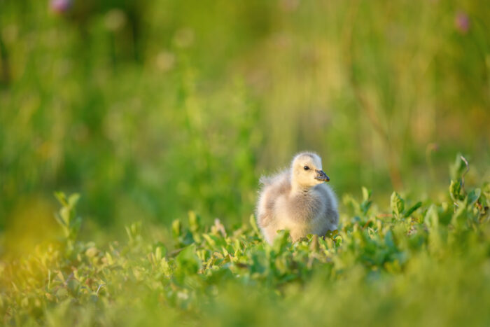 Hvitkinngås - Barnacle goose (Branta leucopsis)
