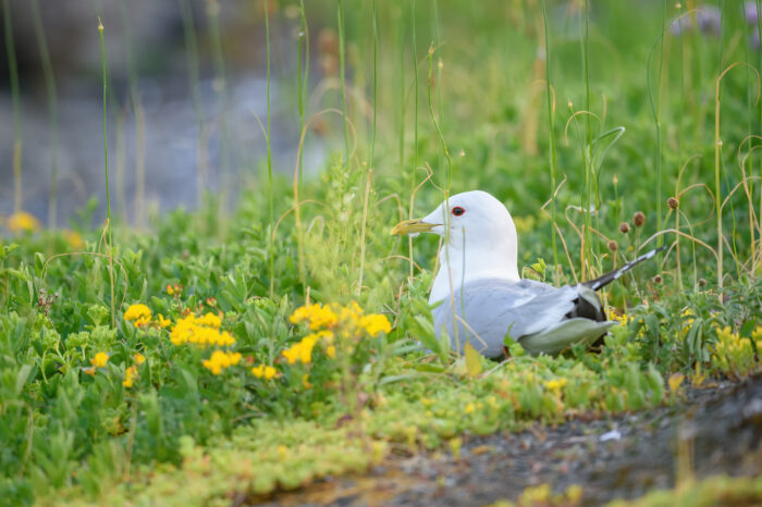 Fiskemåke - Mew gull (Larus canus)| Mew gull (Larus canus)