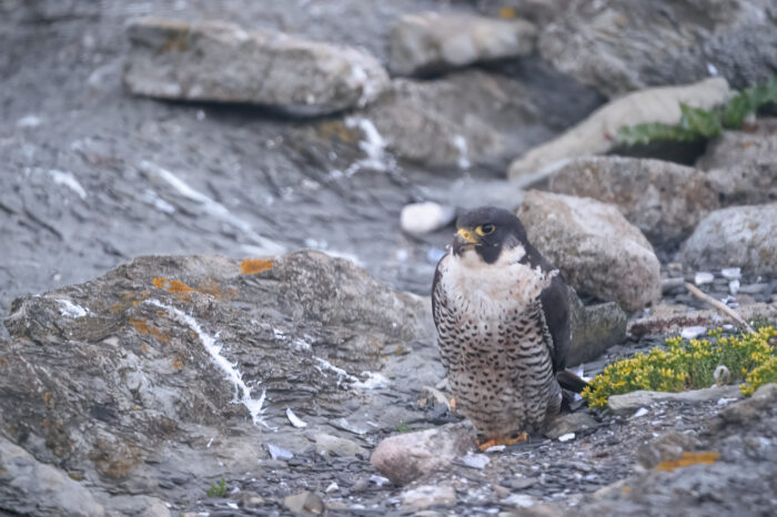 Vandrefalk - Peregrine falcon (Falco peregrinus)