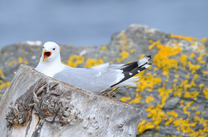 Fiskemåke - Mew gull (Larus canus)