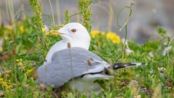 Fiskemåke - Mew gull (Larus canus)