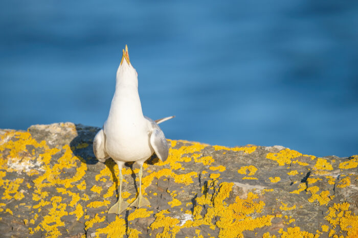 Fiskemåke – Mew gull (Larus canus)