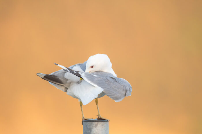Fiskemåke – Mew gull (Larus canus)