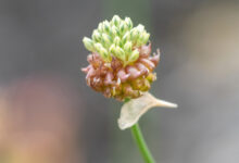 Strandløk – Wild Garlic (Allium vineale)