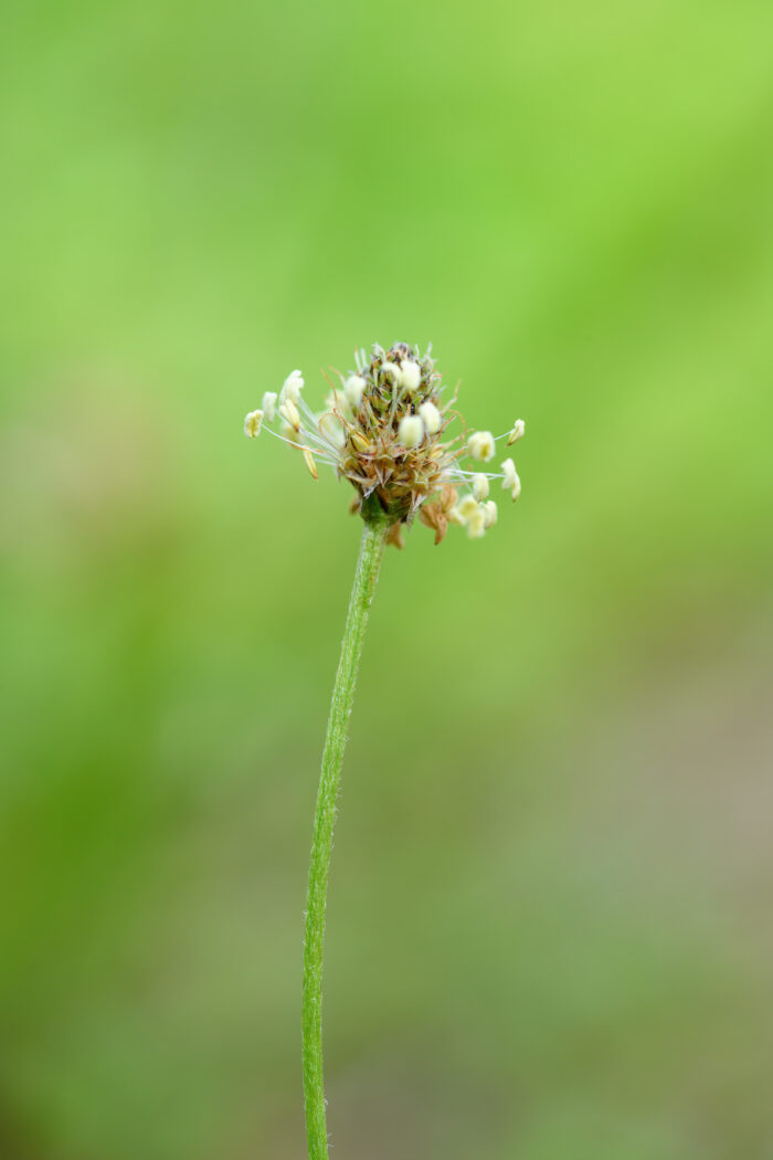 Smalkjempe - Ribwort Plantain (Plantago lanceolata)