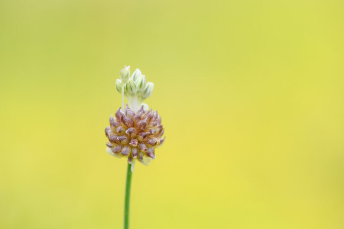 Strandløk - Wild Garlic (Allium vineale)