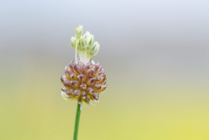 Strandløk - Wild Garlic (Allium vineale)