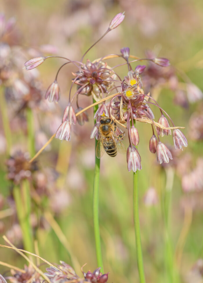 Villøk - Field Garlic (Allium oleraceum)