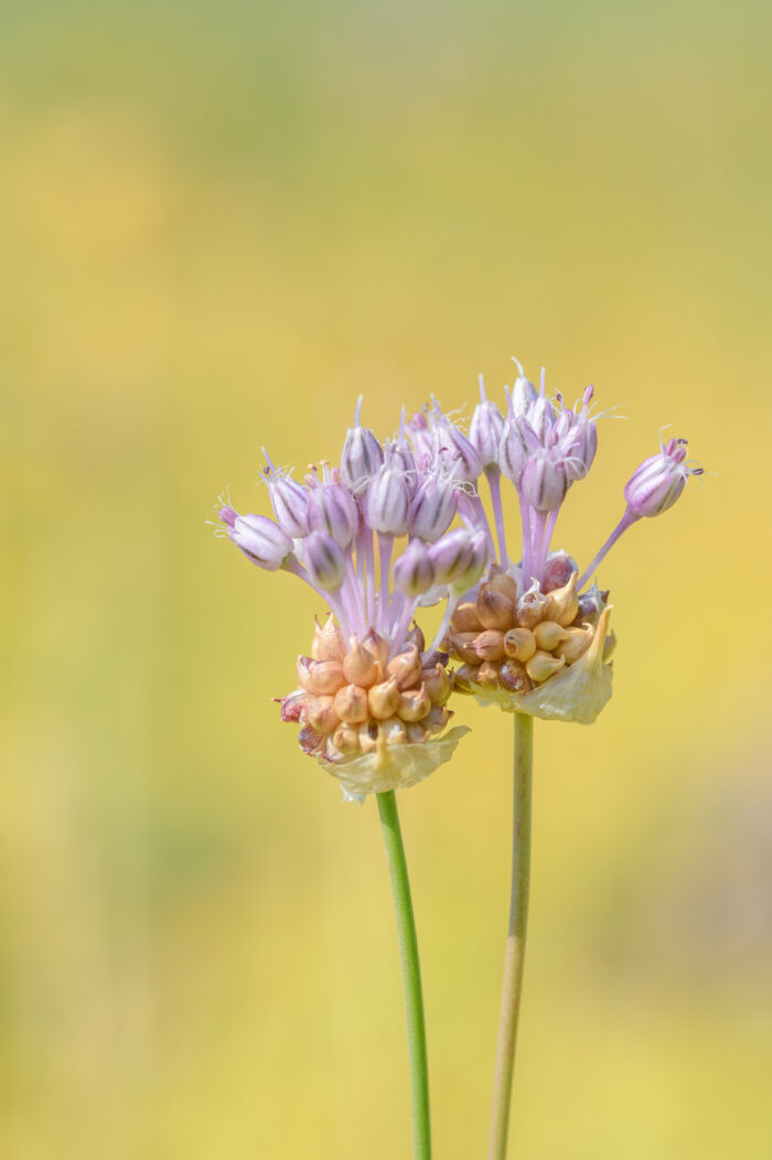 Strandløk – Wild Garlic (Allium vineale)