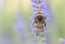 Jordhumle - Bumble Bee (Bombus sp)