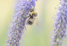 Jordhumle - Bumble Bee (Bombus sp)