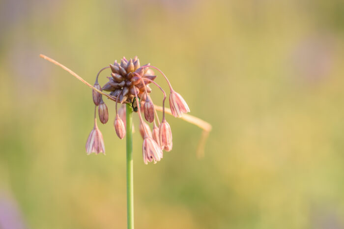 Villøk – Field Garlic (Allium oleraceum)