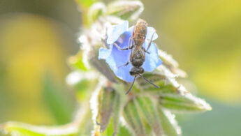 Socotra Zoned-Furrow Bee (Patellapis flavovittata)