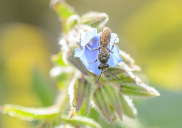 Socotra Zoned-Furrow Bee (Patellapis flavovittata)