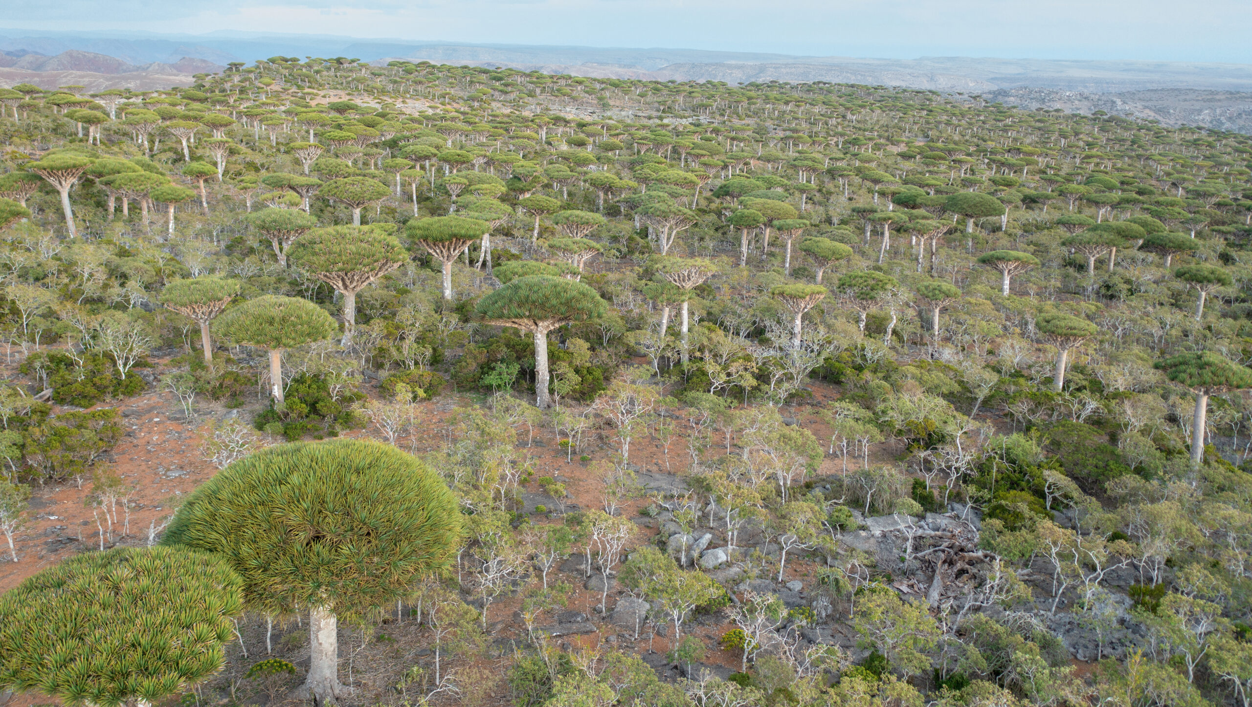 Firhmin Forest, Socotra