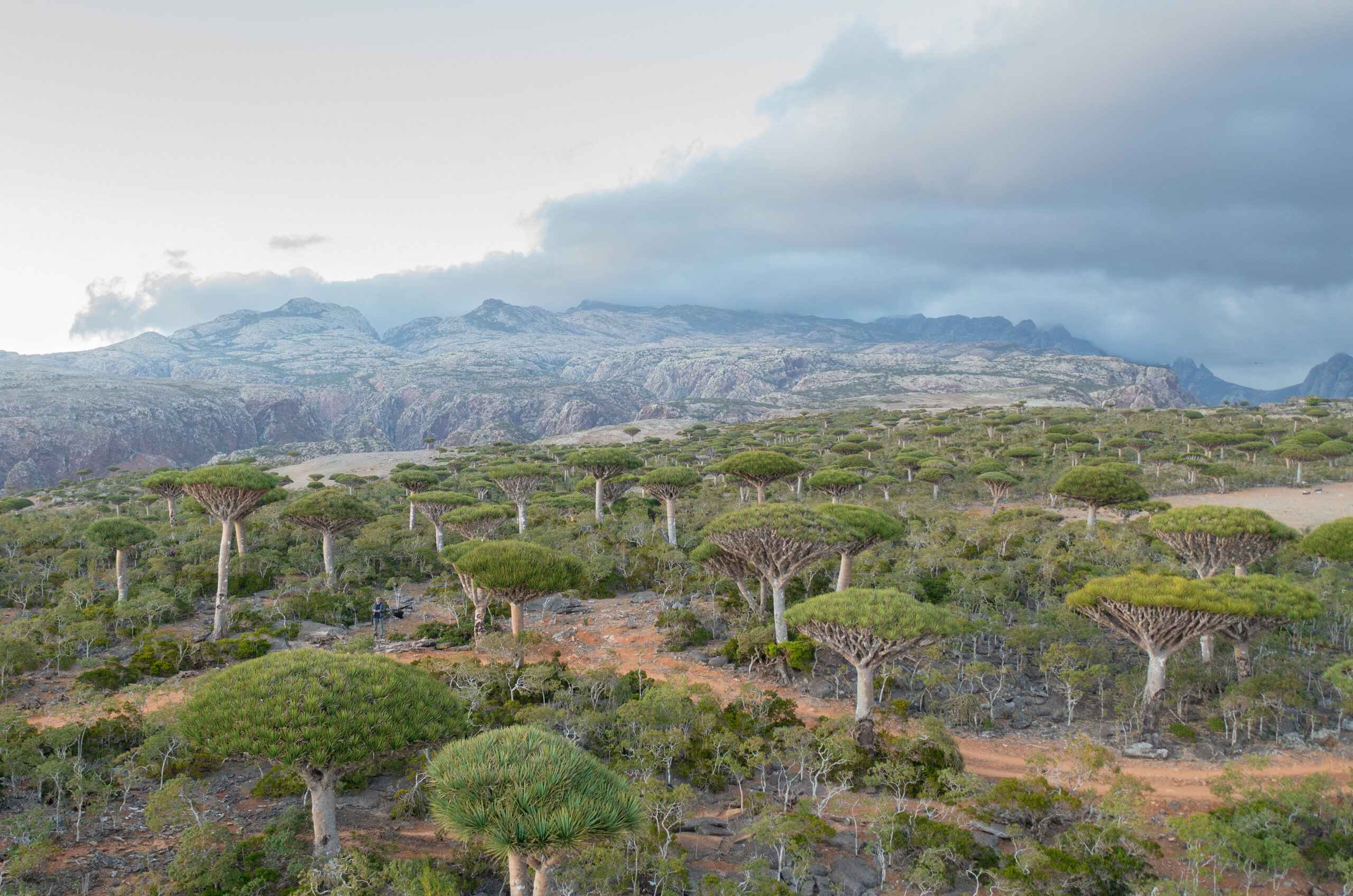 Firhmin Forest, Socotra