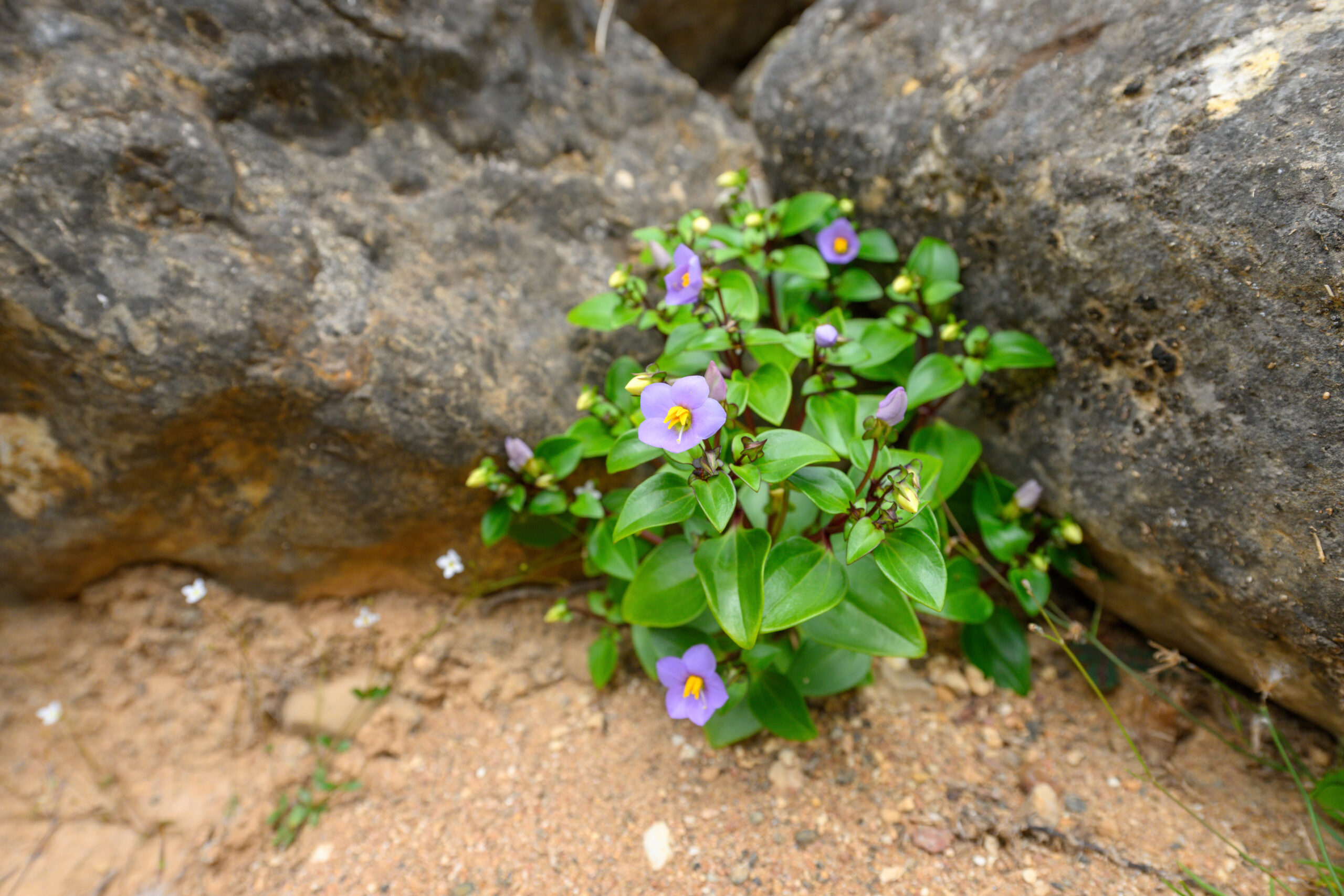 Persian Violet (Exacum affine)