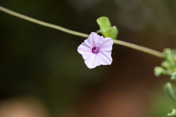 Purple-throat Morning Glory (Ipomoea sinensis)