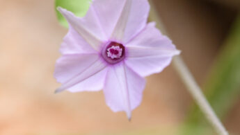 Purple-throat Morning Glory (Ipomoea sinensis)