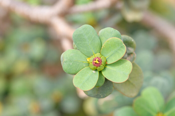 Euphorbia socotrana
