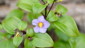 Persian Violet Exacum affine
