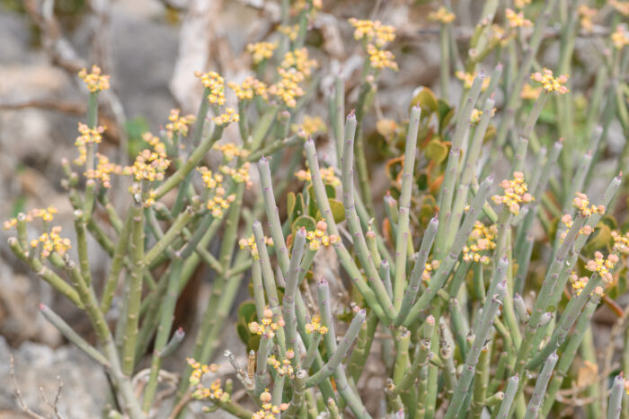 Euphorbia schimperi