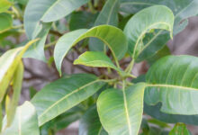 Namaqua Fig (Ficus cordata)