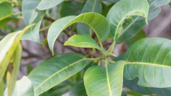 Namaqua Fig (Ficus cordata)