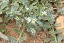Greyleaf Heliotrope (Euploca ovalifolia)