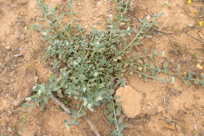 Greyleaf Heliotrope (Euploca ovalifolia)