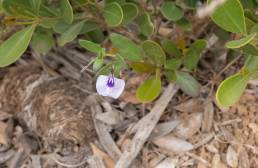 Spade Flower (Pigea enneasperma)
