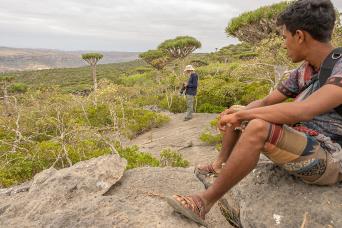 Firhmin Forest, socotra