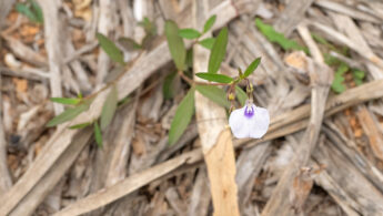 Spade Flower (Pigea enneasperma)
