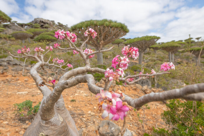 Socotran Desert Rose (Adenium obesum ssp. socotranum)