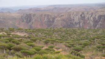 Firhmin forest, Socotra