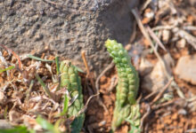 Socotra plant 34 (Echidnopsis sp)