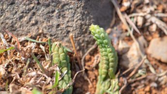 Socotra plant 34 (Echidnopsis sp)