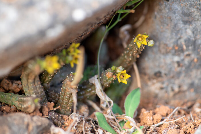 Echidnopsis socotrana