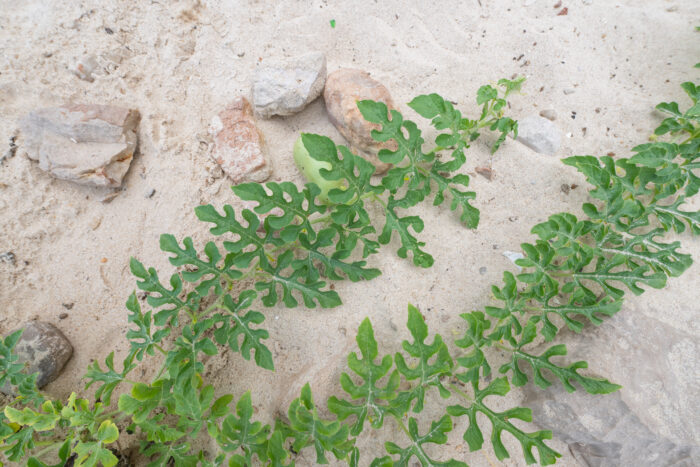 Socotra plant 41 (Cucurbitaceae)
