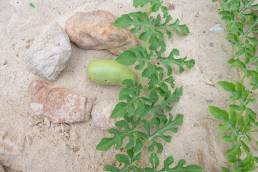 Socotra plant 41 (Cucurbitaceae)