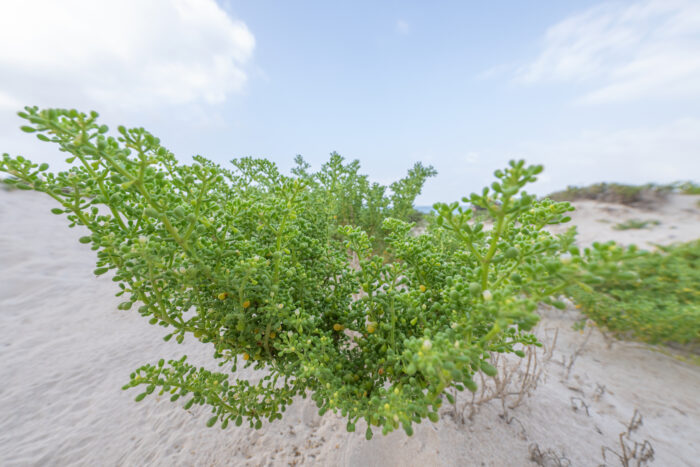 Zygophyllum qatarense