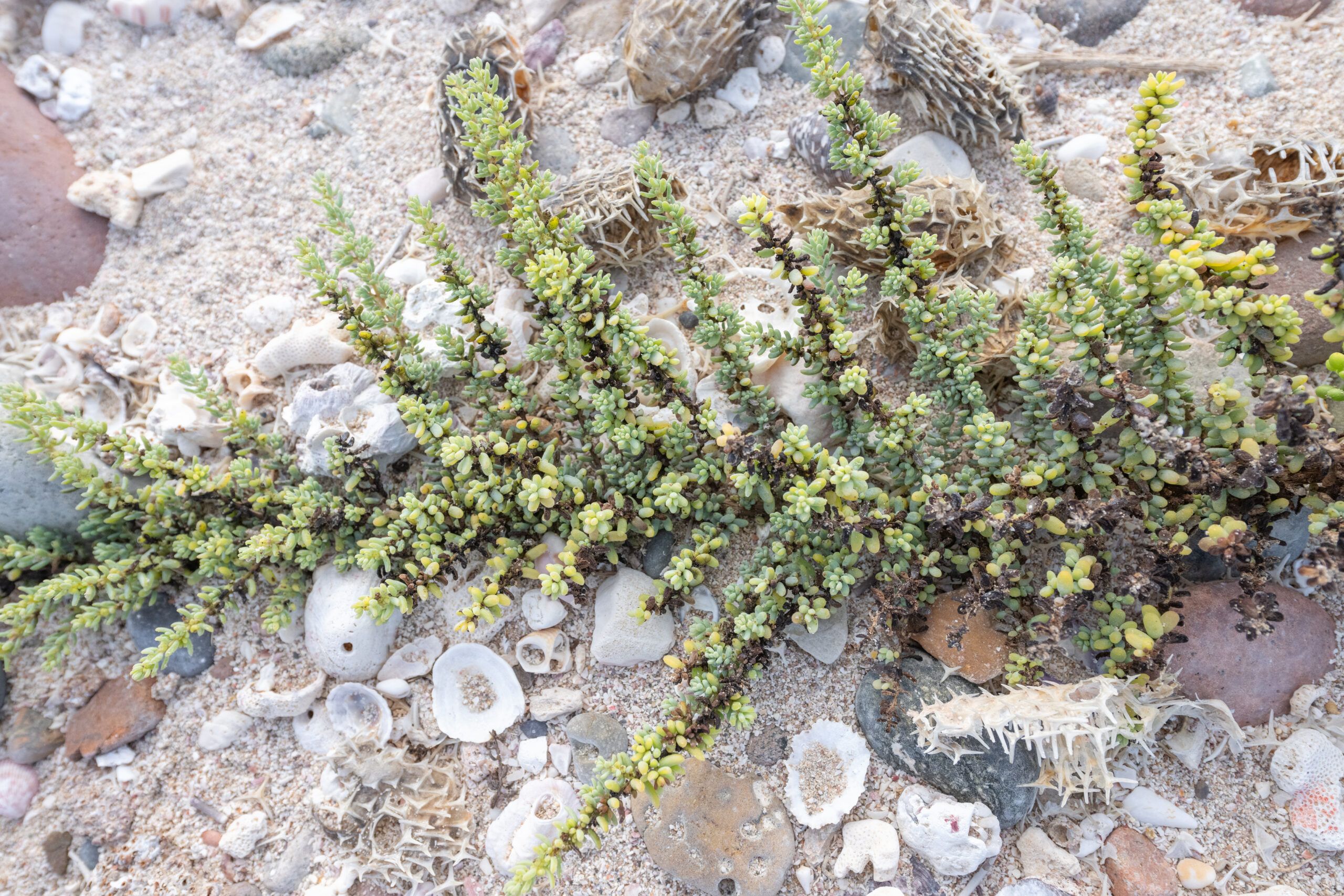 Socotra plant 18