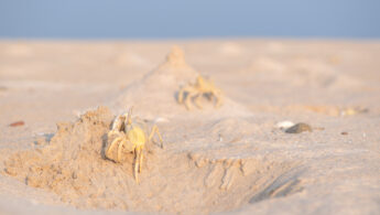 Red Sea Ghost Crab (Ocypode saratan)