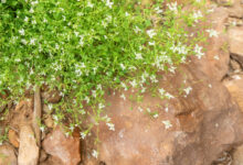 Socotra plant 45 (Polycarpaea)