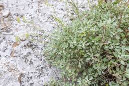Socotra plant 50 (Helichrysum)